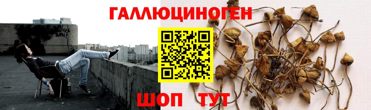 Псилоцибиновые грибы GOLDEN TEACHER Черняховск